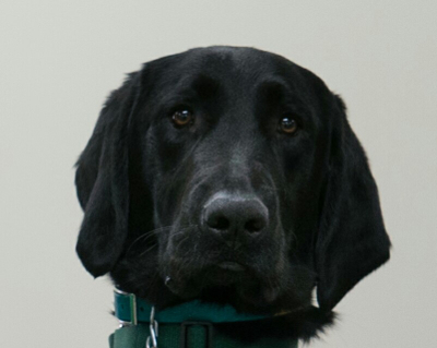 Kab, Dawn Alford's new service dog